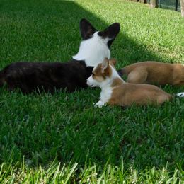 Cardigan Welsh Corgi Puppies from Penfro Corgis