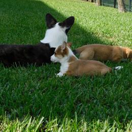 Cardigan Welsh Corgi Puppies from Penfro Corgis