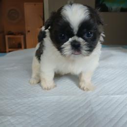 Beulah - Blue and white female Shih Tzu puppy in Brodnax, Virginia from K.B's Shih Tzu Babies