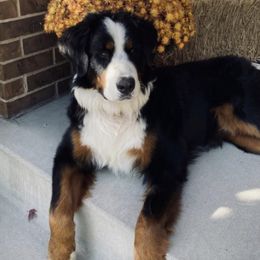 Bernedoodles and Bernese Mountain Dogs from Snowy Desert Bernese