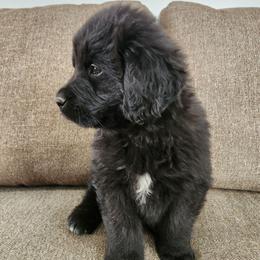 Denver (blue) - Black male Newfoundland puppy in Newmanstown, Pennsylvania from Mufasa's Pride (Newfoundland breeder)