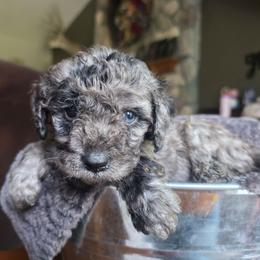Zion - Merle male Cavapoo puppy in Blackfoot, Idaho from Draper Mountain Doodles