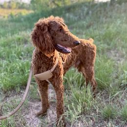 Maverick - Poodle