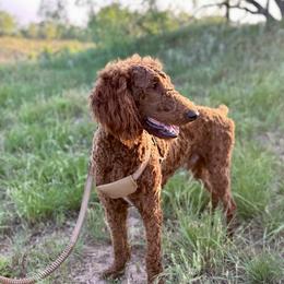 Maverick - Poodle