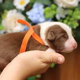 Ed - Red tri-color male Australian Shepherd puppy in Turlock, California from HCA Aussies