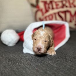 Goldendoodle Puppies from S_and_b_doodles