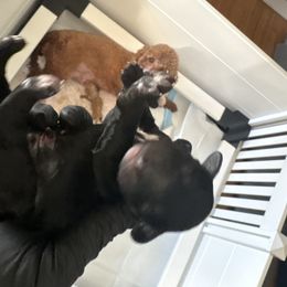 Poodle Puppies from Tyndaleia Watson