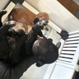 Poodle Puppies from Tyndaleia Watson