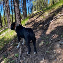 Central Asian Shepherd Dog All Grown Up from Alabaivalley