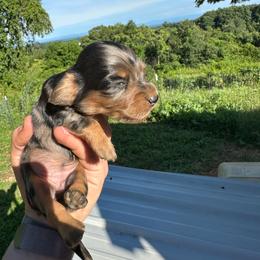 Black and Cream Dapple Female - Dapple female Dachshund puppy in Morristown, Tennessee from Lakeway Farms
