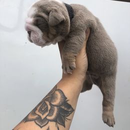 Bulldog and French Bulldog Puppies from Bully Life Farms