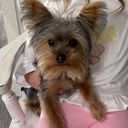 COSMO - Yorkshire Terrier