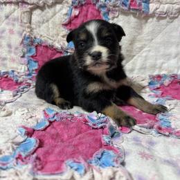 Tri female 4 - Black tri female Miniature Australian Shepherd puppy in Lemon Cove, California from Magic Ranch Mini Aussies
