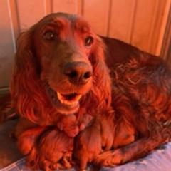 Anna - Irish Setter