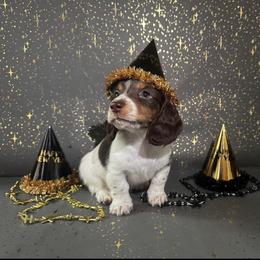 Dachshund Puppies from Signature Sloan - Long Hair Dachshunds
