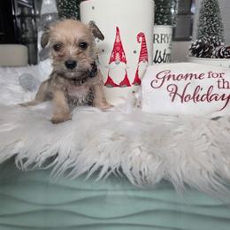 Fred (Black) - White male Miniature Schnauzer puppy in Titusville, Florida from Alysha's Grandbabies