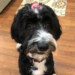Echo - Bernedoodle