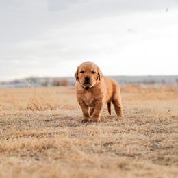 Golden Retriever Puppies from Summit Canine Breeding