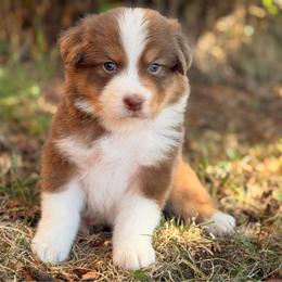 Copper - Red tri-color male Australian Shepherd puppy in Oakridge, Oregon from Middle Fork Australian Shepherds
