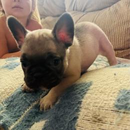 Oscar - Fawn male French Bulldog puppy in Amarillo, Texas from Bomb City Bulldogs