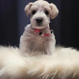 Joleen - White female Miniature Schnauzer puppy in Sacramento, California from Hardcastle Family Schnauzer’s