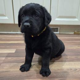 Yellow Male - Black male Labrador Retriever puppy in Andrews, South Carolina from Leyland Cypress Retrievers