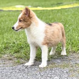 Prim - Shetland Sheepdog