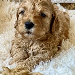 Chestnut (Chet) - Male 2 - Buff male Cockapoo puppy in Mountain View, Missouri from Gastineau Doodles