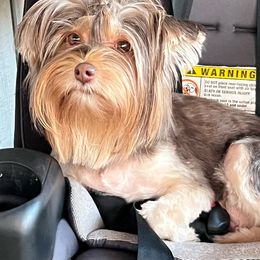 Demi - Yorkshire Terrier