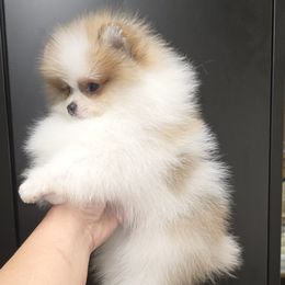 Boy 1 - Blue sable male Pomeranian puppy in Meherrin, Virginia from Traveling Poms