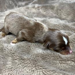 Boy 1 - Red tri male Toy Australian Shepherd puppy in Alabama from SBA Aussies
