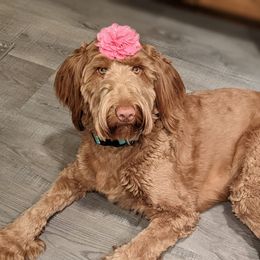 Raylla - Goldendoodle