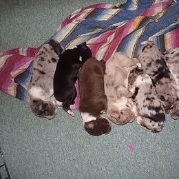 Australian Shepherd Puppies from Timber Creek Aussies