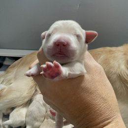 Golden Retriever Puppies from Ruff Life Goldens