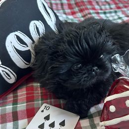 Ten of Spades - Pekingese puppy from Sassy's Forever Pekingese