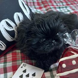 Ten of Spades - Pekingese puppy from Sassy's Forever Pekingese