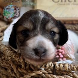 Topanga - Piebald female Dachshund puppy in Fayetteville, West Virginia from Loop Creek Dachshunds