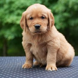 Theo - Dark golden male Golden Retriever puppy in Saint Joe, Indiana from Golden Acres Farm