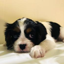 Maple - Tri-color female Cavalier King Charles Spaniel puppy in Hays, Kansas from Pinehurst Cavalier's