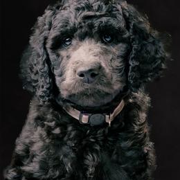 Poodle Puppies from Fluffy Poodles