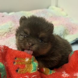 Reece - Chocolate and tan female Pomeranian puppy in Newport Beach, California from Exotic City Pomeranians and chihuahuas