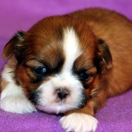 Shih Tzus from Norlea Shih Tzu's
