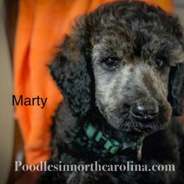 Marty - Silver male Poodle puppy in Greenville, North Carolina from Grace Poodles