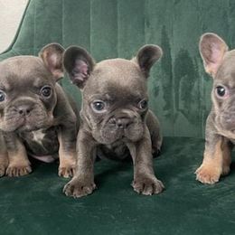 French Bulldogs from MercedesMeza