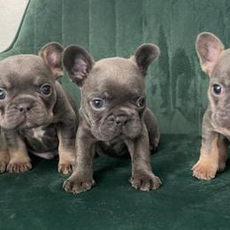 French Bulldogs from MercedesMeza