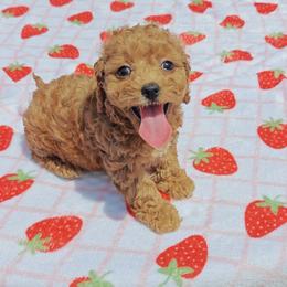 Talia - Red female Cavapoo puppy in Dallas, Texas from Halo's Heroes Doodles