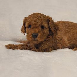 Poodle Puppies from Carolina Poodle Palace
