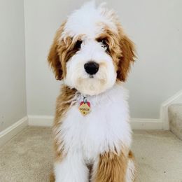 Goldendoodles and Sheepadoodles from Utah Doodles
