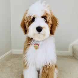 Goldendoodles and Sheepadoodles from Utah Doodles