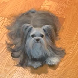 Gio - Mi-Ki